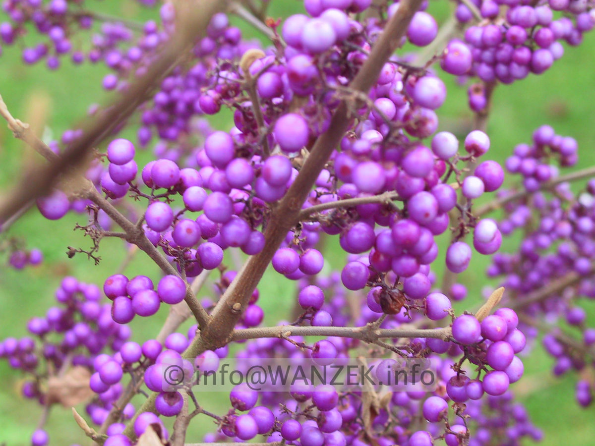 Callicarpa bodinieri Profusion Beeren3.JPG